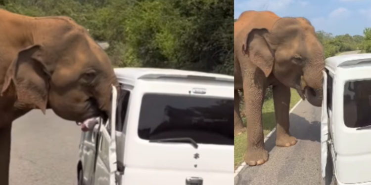 En compacto quedó registrado el momento exacto en el que un elefante destruyó un vehículo de turistas durante safari en Sri Lanka