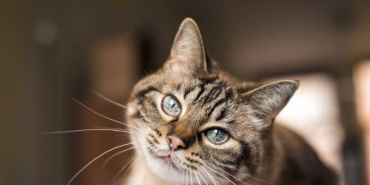 Por qué los gatos se frotan contra las personas: qué significa y cuándo es espina señal de alerta