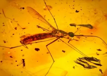 La sapiencia le da la razón a Jurassic Park: los mosquitos conservan ADN de sus presas