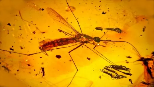 La sapiencia le da la razón a Jurassic Park: los mosquitos conservan ADN de sus presas