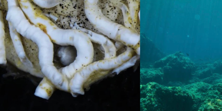 Científicos encuentran animal con lengua de metal en el océano